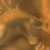 Profile picture of Dragcoraptor
