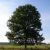 Profile picture of The Tree