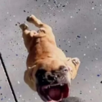 Profile picture of Lil GuyA.N.I.M.S.