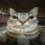 Profile picture of Stray_Animator
