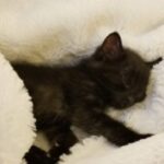 Profile picture of MeFizzFizz
