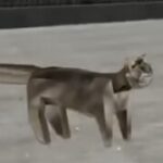 Profile picture of Tantal