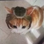 kittsukat