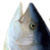 Profile picture of WARfish