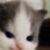 Profile picture of Th3On3Wh0Sw4llows