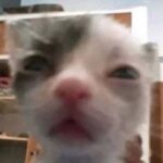 Profile picture of FearTested