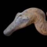 Profile picture of Gallirosaurus