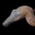 Profile picture of Gallirosaurus