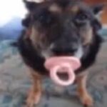 Profile picture of Cipoziinho