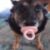 Profile picture of Cipoziinho