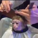 Profile picture of ASmartGuy
