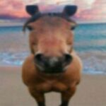 Profile picture of Horse