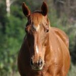 Profile picture of Horse