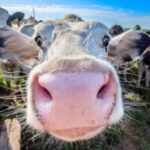 Profile picture of Mr. Moo