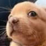 Profile picture of Dexx