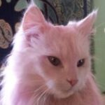 Profile picture of kitty