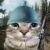 Profile picture of Jose Miguel