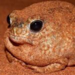 Profile picture of Dhussey2023_Rex