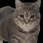 Profile picture of Chrisdude