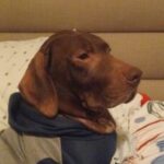 Profile picture of Vianky