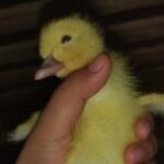 Profile picture of Manlyman72