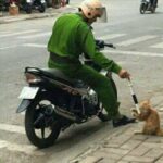 H cuong