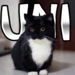 Profile picture of Loki