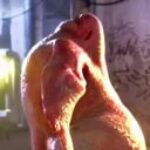 Profile picture of Chicken
