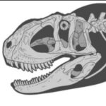 SystematicToe