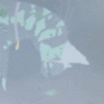 Profile picture of Dyno