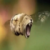 hamgurber