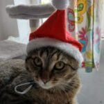 Profile picture of Mara_Tanase