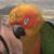 Profile picture of parrotmango