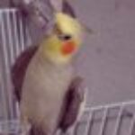 Profile picture of Lagarto