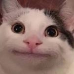 Profile picture of StrayDoge