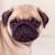 Profile picture of gradeZaster