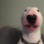 Profile picture of Eggston
