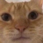Profile picture of Small Nut Nutter