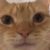 Profile picture of Small Nut Nutter