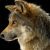 Profile picture of MegaCuteWereWolf