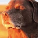 Profile picture of Voltage
