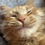 Profile picture of S_Studios