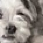 Profile picture of Isidro