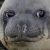 Profile picture of Ur mum (Developer)