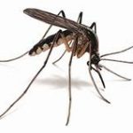 Profile picture of The Mosquito