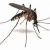 Profile picture of The Mosquito