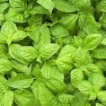 Profile picture of Herb