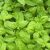 Profile picture of Herb