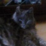 Profile picture of aquaflame