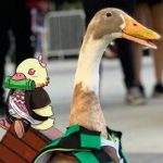 duckboi
